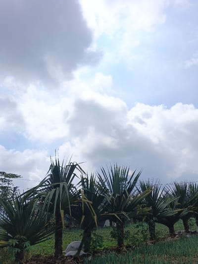 The image depicts an outdoor landscape in Kutkai, Myanmar, under a bright, partly cloudy sky. The upper two-thirds of the frame displays a sky with substantial white and grey cloud cover, illuminated by a light source positioned towards the upper right. The lower third features a foreground dominated by a linear arrangement of at least five short, palm-like plants. Each plant consists of a slender, brown trunk topped with a crown of long, spiky, dark green leaves. These plants extend diagonally across the frame from the lower left to the right. The ground in the immediate foreground, particularly on the right side, is covered in dense, short, bright green plant growth, indicative of cultivated vegetation. To the left of the central plants, a crumpled white sack or tarp is visible on the ground. Faint outlines of distant trees or vegetation are present in the far left background. No individuals or distinct urban structures are visible within the frame.