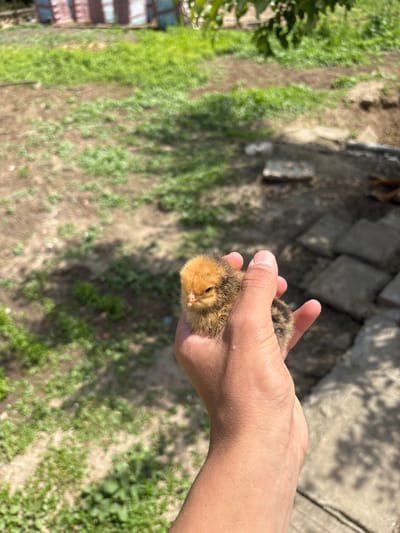 A person's right hand holds a small chick. The chick is yellow and brown. The background consists of a grassy area, a brick path, and what appears to be a building with a corrugated metal roof. The location is Mihailovo, Bulgaria.
