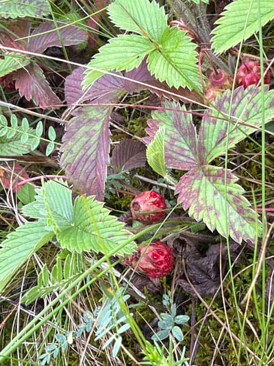 The image shows a close-up view of wild strawberries growing amongst green and reddish-purple leaves, grass, and moss. Three partially visible ripe wild strawberries, with their characteristic red color and visible seeds, are present in the lower half of the frame. The surrounding vegetation appears damp, with small water droplets visible on some of the smaller green leaves. The scene is set in a natural, outdoor environment. There are no people or man-made structures visible in the image. The image does not provide any information that would allow for the determination of its location in Kendektamak, Russia, or any other specific geographical location.
