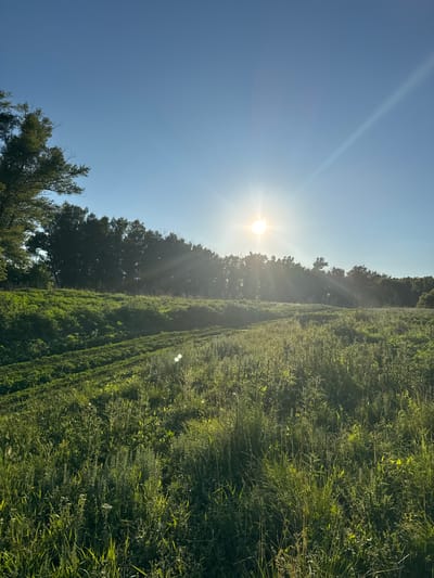 An outdoor, vertical, eye-level shot captures a sun-drenched field and a treeline under a clear blue sky. The sun is positioned in the upper right quadrant, casting bright rays across the scene. A line of tall trees runs horizontally across the middle of the frame, silhouetted against the sky. In the foreground, a gently sloping, verdant field is filled with various types of green grass and some smaller plants. Rows of what appear to be cultivated plants are visible on the left side of the field, descending into the foreground. The sun's glare creates bright spots within the field. The overall impression is a peaceful, natural landscape bathed in sunlight.