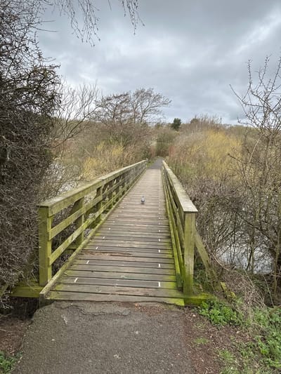 A wooden bridge extends into the distance, flanked by overgrown vegetation and a path on the right. The bridge's wood appears aged, with moss growth. The sky is overcast. A bird stands in the middle of the bridge. The location is likely a natural area or park. There are no people in the image. It is difficult to ascertain from the image that the location is Dunfermline, United Kingdom.