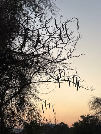 The image captures an outdoor natural environment in Ban Huai Sai, Thailand, during a transitional light period, either dawn or dusk. The scene is dominated by the dark silhouette of a deciduous tree occupying the left and central portions of the frame, presented against a gradient sky. The sky progresses from a light blue-grey at the top to a warm orange-yellow near the horizon line. The tree exhibits numerous bare branches forming an intricate network, with a substantial number of dark, elongated seed pods, each approximately 10-20 cm in length, suspended from these branches. These pods are distributed individually or in small clusters across the visible canopy. Denser clusters of dark foliage are visible on the far left and lower-left sections of the main tree. Additional silhouetted trees and vegetation are present in the lower right corner and along the distant horizon line. No individuals, animals, or man-made objects are present or engaged in any actions or interactions within the frame.