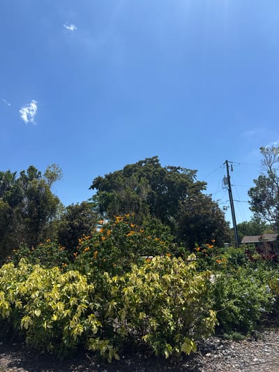 The photograph, taken in Davie, Florida, USA, presents a view looking upwards towards a blue sky with scattered cirrus clouds. A utility pole with electrical equipment is visible among the tops of various trees and bushes. Some of the foliage exhibits bright green and yellow variegation, while others are a deeper green and orange. Some of the bushes appear to be overgrown and touch a paved surface.