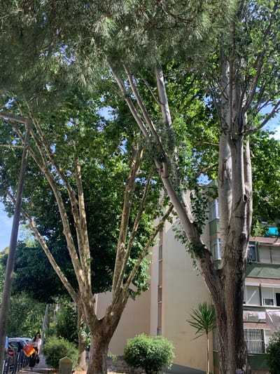 This media file captures an outdoor scene with trees and buildings. The trees, with their distinctive patterned bark, are a prominent feature, with their branches extending upwards and outwards. One tree appears to be a pine tree, with its needle-like foliage contrasting with the broader leaves of other deciduous trees. In the background, there are multi-story buildings with windows and balconies.
A person is visible in the lower right portion of the image, appearing to be walking or standing near a parked car. The person is wearing casual clothing. The overall impression is of a sunny day, judging by the bright lighting and shadows. The scene seems to be in an urban or suburban area, possibly a residential street or a park area adjacent to buildings.
No visible text is present in the image. The orientation of the image is rotated, with the trees reaching upwards towards the sky from the bottom of the frame.