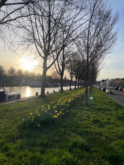 The image captures an urban canal scene along the Zuid-Willemsvaart in 's-Hertogenbosch, Netherlands, during late afternoon or early evening. The sun is low on the western horizon, casting a warm, golden light that reflects intensely on the canal's surface on the left side of the frame.
A wide canal occupies the left portion of the image, with a concrete walkway lining its bank. Two boats are moored along this bank: a blue and white vessel in the foreground, and a larger, lighter-colored barge further down. Numerous dark mooring bollards are visible along the canal's edge.
Between the canal and a parallel road is a wide, grassy median. This median features a prominent, undulating strip of blooming yellow and some white daffodils, extending from the foreground into the mid-distance. A line of tall, bare deciduous trees, regularly spaced, runs parallel to the canal and road within this median, their dark silhouettes prominent against the bright sky.
To the right of the trees, a two-lane asphalt road is visible. A distinct red-colored lane, likely designated for bicycles or public transport, runs along the immediate right edge of the road. A yellow compact car is driving away from the viewer in the mid-ground, and several other vehicles are parked along the right side of the road.
Beyond the road, multi-story residential buildings line the street. In the far distance, across the canal and above the cityscape, the distinctive spire of the Sint-Janskathedraal is visible against the sky. The sky transitions from a bright, golden-white near the sun to a pale blue overhead, with a faint contrail visible in the upper right quadrant. No individuals are discernible within the scene.
