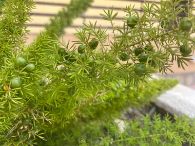 The image shows a close-up of a vibrant green plant with small, round, green berries. The plant has feathery, needle-like leaves. The background is softly blurred, showing a light-colored, textured surface, possibly a wall or building, with some horizontal lines. The overall impression is of a natural, outdoor setting. The image was taken in Cabo Cervera-Playa La Mata, Spain.