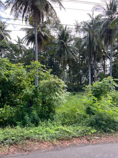 In Keude Lueng Putu, Indonesia, a roadside view captures a lush, green environment dominated by tall coconut trees and dense foliage. The foreground features a rough, asphalted road bordering a strip of dry leaves and twigs. Beyond this, a vibrant expanse of tall, green grass and various leafy plants fills the midground. A single, dark figure, possibly an animal, is faintly visible amidst the grass. Towering coconut palm trees with their distinctive fronds rise majestically into a sky with scattered clouds. Overhead, power lines crisscross the scene, connecting to unseen structures. The overall impression is one of abundant tropical vegetation and rural infrastructure.