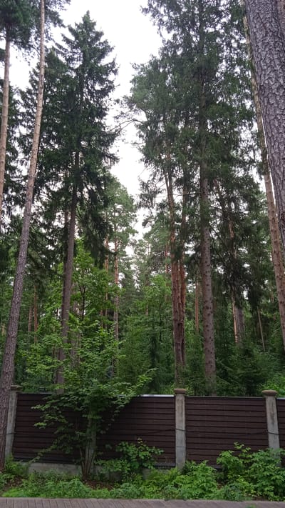 The image shows a view of a fence and trees in the city of Sosnovy Bor, Leningrad Oblast, Russia. The fence is made of dark brown horizontal planks with concrete posts. Green bushes and small trees are growing in front of and on top of the fence. Behind the fence, tall evergreen trees, primarily pine and fir trees, dominate the landscape, with some deciduous trees mixed in. The sky is overcast. The foreground shows the edge of a wooden platform or boardwalk. The overall scene depicts a natural environment with a man-made boundary.