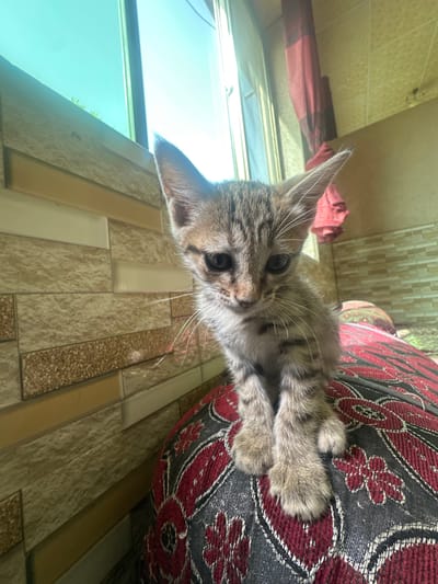 A tabby kitten with large ears and white whiskers sits on a decorative cushion in front of a tiled wall. The kitten is facing forward, with its front paws together. Behind the kitten, a window with a blue sky is visible. The wall is made of rectangular tiles in various shades of brown and beige. A red cloth is hanging on the right side of the image. The scene appears to be indoors, possibly in a residential setting, in the city of Bostan, Pakistan.