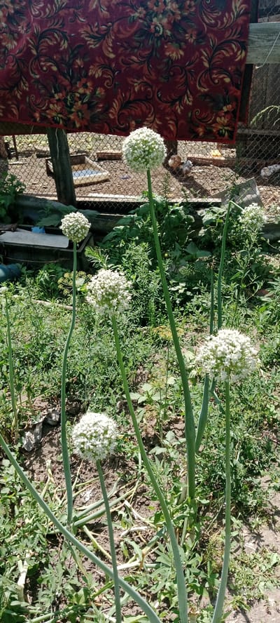 The image depicts an outdoor scene, likely a garden or yard, with several onion plants in bloom. The onion flowers are spherical clusters of small white florets, each atop a tall, green stalk. The plants are situated in dark soil, surrounded by other green foliage and some dried leaves. In the background, a red and gold patterned textile hangs, possibly a tapestry or blanket. Beyond that, a chain-link fence encloses an area where several small chickens or chicks are visible walking on the ground. The overall environment suggests a rural or semi-rural setting.
