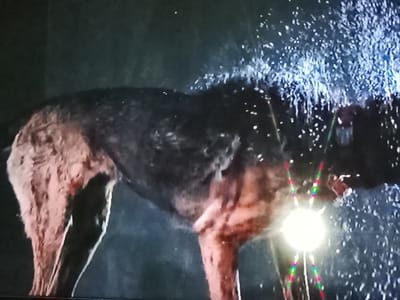 The image shows a dark, wet scene with a dog as the primary subject. The dog appears to be a large breed with dark fur, and its body is wet, with water droplets or spray visible around its head and back. The dog's skin on its legs and underbelly appears reddish-brown and wet. There is a bright, diffused light source in the lower right portion of the image, which appears to be a spotlight or headlamp, casting a bright glow and creating a lens flare with green, red, and blue reflections. The background is dark and appears to be a textured surface, possibly a wall or the ground, with some lighter specks that could be water or debris. The overall atmosphere is dark and appears to be either night or a very dimly lit indoor setting. The weather is likely wet, given the state of the dog and the water spray. There is no visible text in the image. The scene might depict the dog being washed or caught in a spray of water.