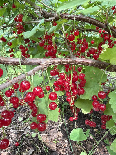 The image depicts a close-up view of red currants growing on a bush in Altayskiye Zori, Russia. The berries are a vibrant red and hang in clusters from thin stems, supported by branches with green leaves. The background is a blur of more foliage and the forest floor, suggesting a natural outdoor setting. There are no people or animals visible in the frame.