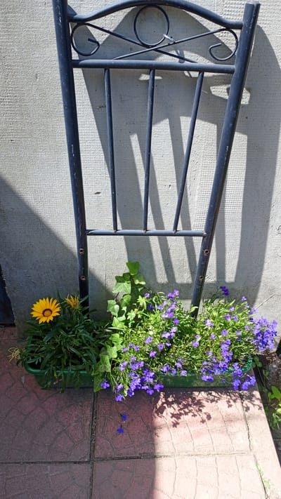 The image shows a close-up view of a green planter box filled with flowers, positioned against a textured, light-colored wall. A dark metal chair back, with decorative scrollwork, leans against the wall and partially over the planter. The planter contains a bright yellow daisy-like flower on the left, with lush green foliage. To the right of the yellow flower, there is a cluster of small, vibrant purple flowers, possibly lobelia, and some ivy leaves. The ground in front of the planter is paved with reddish-brown tiles arranged in a circular pattern.
Shadows from the chair and possibly nearby foliage are cast across the wall and the tiled ground, indicating it is daytime. The sunlight appears to be strong, suggesting a sunny day. The overall scene depicts a decorative arrangement of plants and garden furniture, likely set in an outdoor space. There are no people visible in the image. No text is present. The location context of Lipovo, Russia, suggests this scene is likely from a garden, patio, or courtyard in that region.