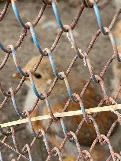 A close-up, eye-level shot focuses on a rusty chain-link fence with streaks of faded blue paint. The fence dominates the foreground, with strands of wire forming diamond shapes. Behind the fence, a young bird with light brown and orange plumage is visible. The bird's head is turned to its left, revealing a dark eye and a portion of its beak. The background is blurred, suggesting an outdoor environment with a dirt or gravel ground. The scene appears to be in Cairaclia, Moldova, though no specific landmarks or contextual clues indicate this precise location within the city. The overall impression is one of enclosure, with the bird behind the barrier.