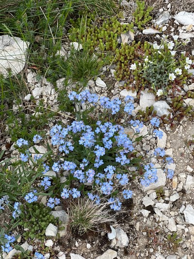 The image depicts a ground-level view of flora amidst rocky terrain. A cluster of small, light-blue flowers dominates the center of the frame. To the left, there are patches of green vegetation, including succulents and grass. Small white flowers can be seen to the upper left. The ground is covered in light-colored rocks and pebbles, interspersed with soil. The location is suggested to be Boričje, Montenegro.