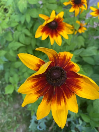 The image depicts a close-up view of a black-eyed Susan flower in full bloom, set against a backdrop of lush green foliage. The flower's petals are a vibrant yellow, transitioning to a deep reddish-brown towards the center. The central disc of the flower is a dark, textured brown. Several other black-eyed Susan flowers, also in bloom, are visible in the background, appearing slightly out of focus. The overall scene suggests an outdoor setting, likely a garden. The specific location of Sainte-Anne-de-Bellevue, Canada, is not discernible from the visual information provided in the image.