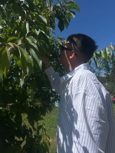In Kostadinkino, Bulgaria, under a clear blue sky, a person wearing a white pinstripe button-up shirt and sunglasses is seen reaching towards the leaves and branches of a tree. The person's profile is visible as they look up into the foliage, where a few small red fruits, possibly cherries, are discernible among the green leaves. The background shows more greenery and trees, suggesting an outdoor, possibly rural or garden setting. The sunlight casts shadows on the person's shirt and the surrounding leaves.