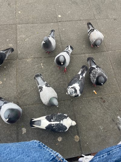 The image depicts a group of pigeons on a paved surface. Seven pigeons are fully visible, with parts of two other pigeons on the edges of the frame. The pigeons vary in color, with some having a predominantly gray plumage and others displaying black and white patterns. A discarded cigarette butt is visible near one of the pigeons. The lower right corner of the image shows the lower portion of a person's leg, clad in blue jeans. The location is Maastricht, Netherlands.