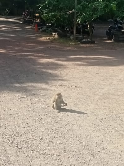 A light-brown monkey sits on a gravelly, dusty ground with dappled sunlight creating shadows. The monkey is hunched over, holding something in its hands. In the background, out of focus, are trees and what appears to be a dirt road with some parked motorcycles. A red traffic cone is visible on the left side of the background. The overall environment suggests an outdoor, possibly rural or park-like setting in Geundring, Indonesia.