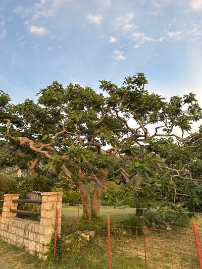 The image depicts a sprawling, ancient fig tree with twisted branches and lush green leaves, dominating the foreground. The tree is situated in an outdoor setting, with a rustic stone structure visible to the right, seemingly part of a well or a garden feature. A wire fence, weathered and rusty, runs along the right side of the frame, separating the immediate area from a grassy field beyond. In the background, more greenery and some distant hills or rocky terrain can be discerned. The sky above is a pale blue, dotted with wispy white clouds, suggesting it is daytime, likely late afternoon or early evening due to the warm, soft lighting. The overall atmosphere is tranquil and natural, evoking a sense of rural serenity. The scene appears to be set in Čelobrdo, Montenegro, as indicated by the location context. No people are visible, and the focus is entirely on the natural elements and the aged tree.