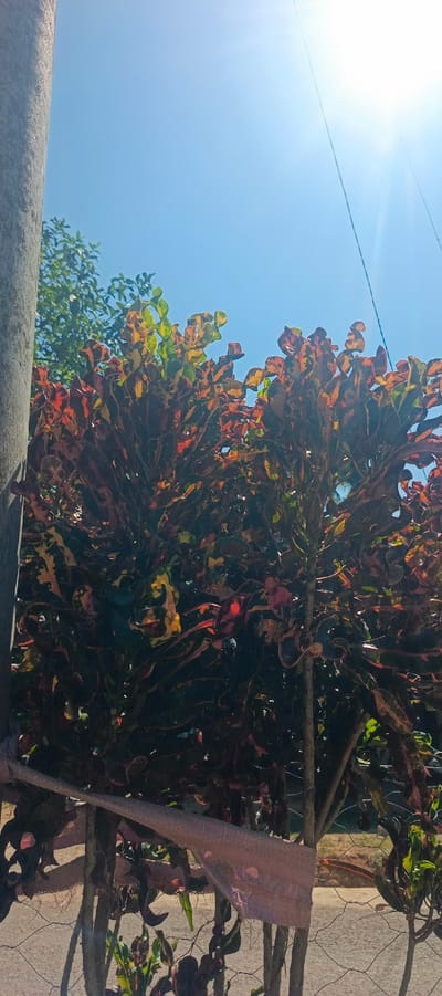The image displays a brightly lit outdoor scene with a clear blue sky and a strong sun glare in the upper right quadrant. In the foreground, a plant with variegated leaves in shades of red, yellow, and green dominates the center of the frame. The plant appears to be a croton, characterized by its vibrant, multi-colored foliage and somewhat twisted leaves. It is supported by thin branches and stalks, some of which are wrapped with a pinkish fabric.
To the left, a portion of a gray, textured pole, possibly a utility pole or fence post, is visible. Behind the croton, a lush green tree with dense foliage can be seen against the sky. The lower part of the image reveals a wire fence, with the ground beneath appearing to be a dirt or gravel surface.
The sun's intensity suggests it is midday. There are no visible people or animals in the frame. The overall impression is of a bright, sunny day in a tropical or subtropical outdoor setting.
While the image depicts an outdoor environment, the specific location within Pulodrienbeukah, Indonesia, cannot be determined solely from the visual information provided.