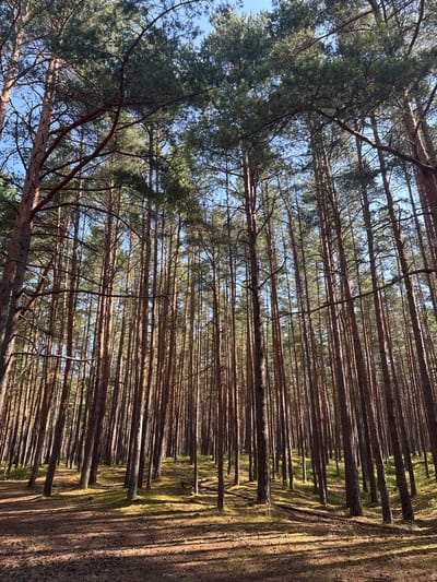 A low-angle, wide shot captures a dense forest of tall pine trees in Kalngale, Latvia, under a clear blue sky. The sun, high and to the right, casts long, distinct shadows across the forest floor, which is covered in pine needles and dry leaves. The tree trunks, varying in thickness and height, are a warm brown and orange, with some appearing darker and more weathered. The branches, laden with green needles, create a canopy overhead, allowing sunlight to filter through in dappled patterns. The ground slopes slightly upwards, revealing more trees and a patch of green moss in the background. The scene is peaceful and natural, with no people or animals present.