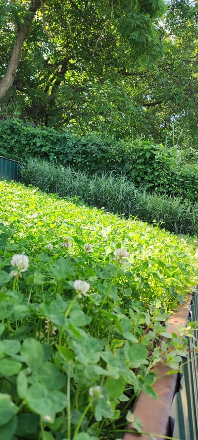 The image depicts a vibrant green field covered in clover and other low-lying plants, with several white clover flowers blooming in the foreground. The field slopes upwards towards a dense hedge of green foliage, behind which tall trees with lush green leaves are visible. The scene is bathed in bright sunlight, suggesting a clear, sunny day, likely in the late morning or afternoon due to the strong shadows cast. The setting appears to be a natural outdoor environment, possibly a garden, park, or a rural landscape. A dark metal fence runs along the right and bottom edges of the image, bordering the clover field. The overall mood is peaceful and natural. No people, objects, or text are visible in the image.
