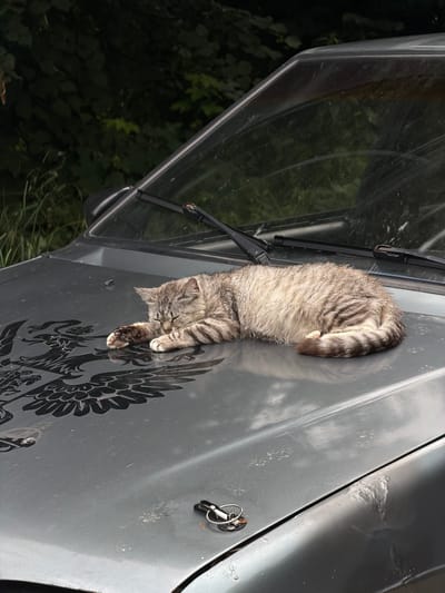A grey tabby cat is sleeping on the hood of a grey car. The car has a black eagle decal on the hood. A set of keys is attached to a hook on the front of the hood. The car is parked outdoors with lush green foliage in the background. This scene appears to be in the village of Kolychevo, Russia.