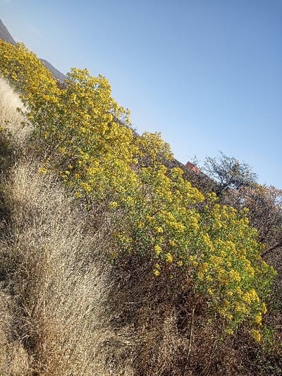 This image depicts a natural outdoor scene on a hillside in La Venta, Mexico. The perspective is tilted approximately 20 degrees clockwise. The foreground and midground feature dense vegetation. To the lower left and center, a mass of dry, light brown herbaceous plants or dormant shrubs occupies the lower slope. Above this, a prominent section of vibrant green shrubs adorned with numerous clusters of small, bright yellow flowers extends across the midground. Further right and in the background, darker-foliaged trees with some visible bare branches are present. The upper portion of the image displays a clear, cloudless light blue sky. A dark, undulating landmass, consistent with mountains or large hills, is visible along the distant horizon in the upper left. A small, indistinct reddish-orange element, possibly a distant structure, is barely visible near the top right edge amidst the tree line. The scene is illuminated by natural sunlight, with no discernible human figures, animals, or explicit actions.