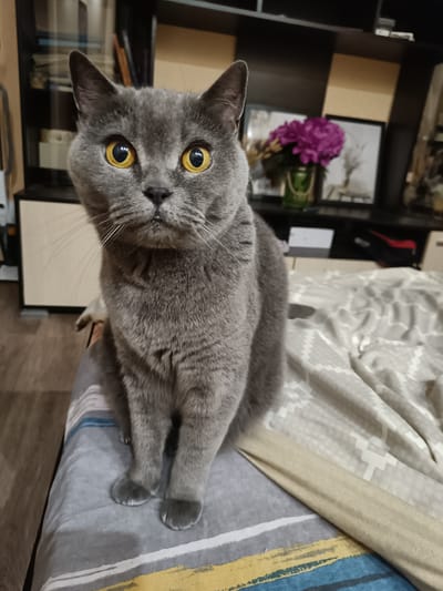A Russian Blue cat with bright yellow eyes sits on a bed with a patterned duvet. The cat is facing the camera, with its front paws tucked neatly beneath it. In the background, a bookshelf is visible with some decorative items, including a vase of purple flowers and framed pictures. The room appears to be indoors, possibly a bedroom, with wooden flooring visible on the left side of the image. The image does not provide any information about the location being in the city of Vichuga, Russia, or any specific details about people, actions, or interactions.