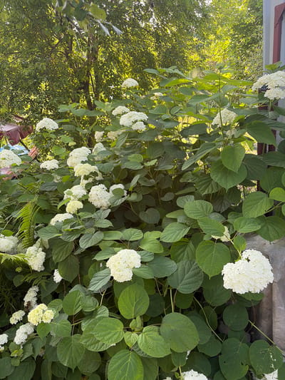 A dense, overgrown bush with large, white hydrangea blooms and lush green leaves dominates the foreground. The bush is set against a backdrop of more foliage, some of which is illuminated by sunlight filtering through. In the upper left corner, a sliver of a red and tan awning is visible, suggesting an outdoor seating area or structure. To the right, a gray, textured surface, possibly a wall or tarp, forms a boundary. The overall scene depicts a garden in a naturalistic state, likely in a residential or park setting in Бараўскі сельскі Савет, Belarus.