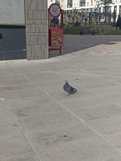 A lone pigeon stands on a paved outdoor area near a building. The pigeon is a dark gray color with lighter gray feathers on its neck and chest. It is facing slightly to the left and its left leg is extended forward. The pavement is made of large, square gray tiles. In the background, a metal fence encloses a grassy area with a children's playground. A purple electric scooter is parked on the grass. A portion of a building with multiple windows is visible behind the fence. To the left of the pigeon, a portion of a building facade with a dark gray granite-like surface and a section with a gray tile pattern is visible. A red structure with what appears to be a sign or mural is situated between the building facade and the fence. The scene appears to be an urban or suburban environment. The location is identified as Ostafievo, Russia.