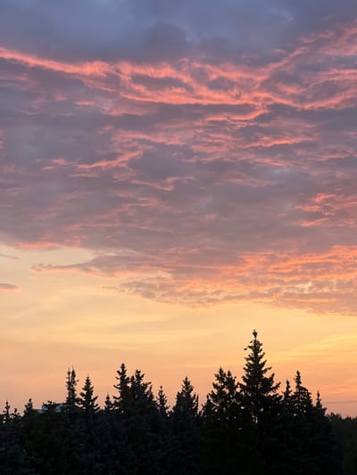 The image depicts a silhouetted treeline of coniferous trees against a vibrant sunset sky. The sky transitions from a soft orange at the horizon to hues of pink and purple clouds, with streaks of pink illumination highlighting the undersides of the clouds. The treeline is dense and dark, with individual tree tops distinctly visible as sharp, pointed silhouettes. In the background, above the trees on the left side, a portion of a building with visible architectural features is silhouetted against the sky. The scene appears to be a natural landscape at dusk, likely in a suburban or semi-rural area within Zarechny, Russia, given the context of the prompt. There are no people or animals visible in the frame. The overall impression is one of a serene and visually striking natural phenomenon.