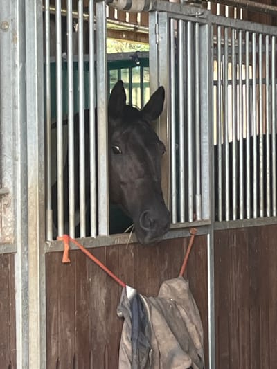 This media file depicts a dark-colored horse looking through a metal grate, possibly in a trailer or stable. The horse's head and part of its neck are visible. The setting appears to be rustic, with wooden walls in the background and metal bars of the grate forming the foreground. A piece of grey fabric, possibly a blanket or tarp, is draped over the wooden surface on the right side of the frame. An orange rope or tether is visible, connecting to the grate and extending towards the fabric. The lighting suggests it could be daytime, with natural light filtering through. There is no visible text in the image. The overall impression is of an animal in transit or confined space. The location context is Momberg, Germany.