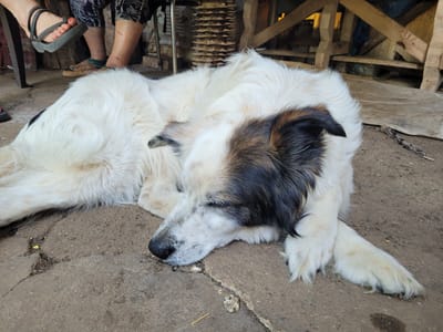 A long-haired, white and brown dog is sleeping on a rough concrete surface. The dog is curled up, with its head resting on its paws. Its fur is thick and appears slightly matted in places. The background shows a rustic wooden structure with weathered planks and supports, suggesting an outdoor or unfinished area. To the left of the dog, partially visible, are the legs and feet of a person wearing sandals and patterned trousers, indicating human presence. The overall impression is one of a relaxed, informal setting.