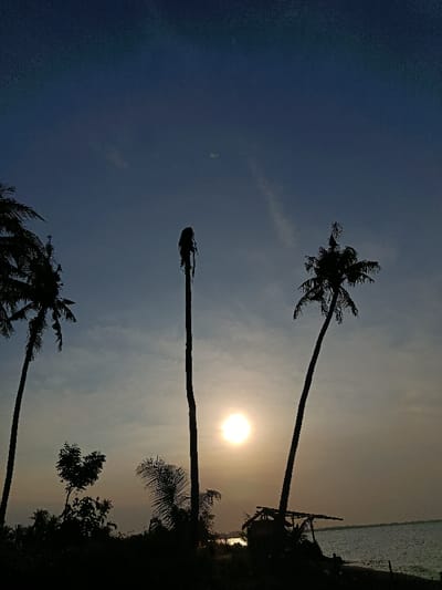 The image shows a scene of three tall palm trees silhouetted against a setting sun. The sky is a light blue, with wispy clouds. The sun is a bright, white orb, almost fully visible above the horizon. The trees are all bare, with their leaves missing. There is a small, wooden hut at the bottom of the image, visible through the palm trees. The scene is likely taken on a beach, as there is a body of water visible in the distance.  The location is Arjasa, Indonesia (latitude: -7.71, longitude: 114.117).