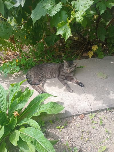 A domestic cat, a tabby with grey and brown stripes, is sleeping on a concrete surface next to some lush green foliage. The cat is lying on its back with its paws extended and its eyes closed, appearing relaxed. The concrete is cracked in one place, and there are some scattered leaves on it. The surrounding area is filled with vibrant green plants, some of which have large, textured leaves. Small yellow flowers are also visible among the greenery. The ground next to the concrete is composed of soil and small pebbles, with some patches of grass and small plants growing there. The scene suggests an outdoor setting, likely a garden or yard, bathed in sunlight, indicating it is daytime. The overall mood is peaceful and serene, with the cat enjoying a nap in the warm weather. There is no visible text in the image. The location context provided is Jıbek joly, Kazakhstan.