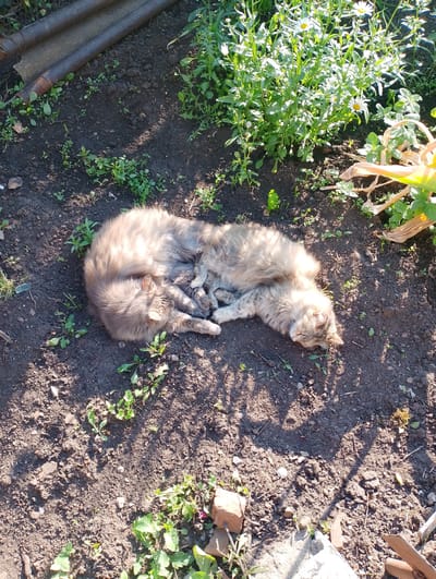 Two fluffy cats are sleeping curled up together on the ground in a garden. The cat on the left is a light brown tabby with a fluffy tail, while the cat on the right is a lighter colored tabby with patches of grey and brown. Both cats have their eyes closed and appear to be very comfortable and relaxed. They are lying in a patch of sunlight, which casts dappled shadows on the ground around them.
The ground is covered in dark soil with scattered green weeds and some small pebbles. In the background, there is a lush green plant with white flowers, likely daisies, and some dried stalks of a plant. To the left, there are two rusty metal pipes lying next to a piece of what appears to be corrugated metal. The overall scene suggests a warm, sunny day in a rural or suburban garden. The time of day appears to be late morning or early afternoon, judging by the angle of the sunlight. There is no visible text in the image. The cats' peaceful slumber evokes a sense of calm and tranquility.