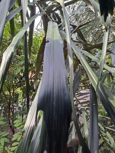 The image shows a close-up view of a tall plant with long, green, and striped leaves, set against a background of more foliage and a hint of a thatched roof structure. The plant's leaves are the primary focus, with one large leaf prominently featured in the center, displaying a gradient of color from light green at the top to dark green and black at the bottom. The sunlight creates highlights and shadows on the leaves, emphasizing their texture and form. In the background, lighter green leaves from other plants are visible, along with what appears to be a woven or thatched roof, suggesting an outdoor setting. The scene is likely in Geulanggang Baro, Indonesia, given the context. There are no people or animals visible in the image.