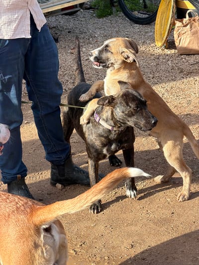 The image depicts an outdoor scene on reddish-brown dirt and gravel ground in Pardes Hana - Karkur, Israel, under strong daylight. A person is partially visible on the left, wearing blue jeans and a light-colored textured shirt, with dark Chelsea boots. A green leash is visible near their left leg. Four dogs are present. In the center, a dark brindle-coated dog, wearing a purple collar, stands on all fours. A tan-colored dog with white facial markings stands on its hind legs, with its front paws resting on the brindle dog's back, facing left with its mouth slightly open. The lower portion of a third white-furred dog's snout and chest are visible at the bottom-left. The tan tail with a white tip of a fourth dog is visible at the bottom-center/right. In the background, on the right, a black bicycle wheel, a yellow object, and a brown paper bag are visible on the ground, with a light-colored structure and minimal vegetation behind them.