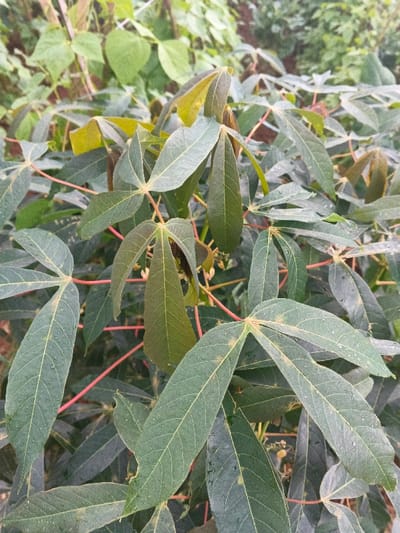 This image presents a close-up, downward-angled view of the upper foliage of a cassava plant (Manihot esculenta), located in Banteay Srei, Cambodia. The primary subjects are multiple palmate leaves, predominantly dark green with lighter green veins, exhibiting typical five to seven deep lobes. Several leaves display small water droplets on their surfaces. The plant stems and petioles are reddish-brown. The background consists of out-of-focus green vegetation, indicating a natural or cultivated outdoor environment. No human subjects, animals, or man-made objects are present. No specific actions or interactions are depicted.