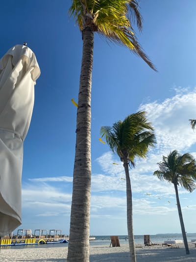The image shows a low-angle view of a beach in Marina Maroma, Mexico. Three palm trees are visible, one in the lower left corner with an umbrella beneath it, and two more in the upper right quadrant of the image. Yellow ribbons are tied to the palm tree trunks. The sky is blue with wispy white clouds. In the right side of the frame, beach furniture can be seen on the beach, near the water's edge.