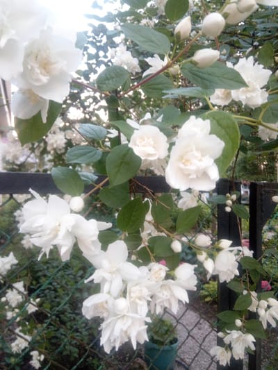 In a garden setting, likely in or around Первомайская, Russia, a cluster of white jasmine flowers are in full bloom. The flowers, with their delicate petals and numerous stamens, are the central focus, with some buds still closed. Lush green leaves provide a verdant backdrop. A dark, weathered fence made of what appears to be wood and wire mesh runs through the scene, partially obscuring a glimpse of a paved walkway and some greenery beyond. The lighting suggests it is daytime, possibly late afternoon given the soft, diffused sunlight filtering through the foliage. There are no people or animals visible in the frame.