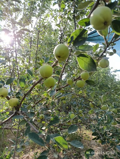 An outdoor, eye-level, medium shot captures an apple orchard, likely in Erkin, Uzbekistan, on June 25, 2026, at 7:57 AM. The sun's rays are visible, creating lens flare effects as they pierce through the branches of an apple tree laden with unripe, light green apples. The branches are thin and brown, supporting numerous green leaves, some of which are partially obscuring the fruit. In the background, more apple trees and foliage are visible, with a section of blue netting or tarp draped over some of the trees. The ground beneath the trees appears to be sandy or dry soil. No people or animals are present in the scene.