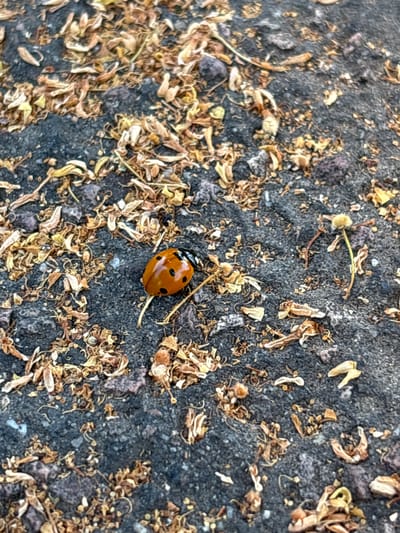 An overhead close-up shot captures a ladybug on a dark, rough surface, likely asphalt or dark gravel, littered with dried brown and yellow plant debris. The ladybug, a common species with a bright orange shell and black spots, is positioned slightly off-center to the right. Its shell is glossy and reflects light. The surrounding ground is textured with small pebbles and granular material. The image depicts a natural scene, possibly a garden path or a section of a park in Erlenbach am Main, Germany, emphasizing the contrast between the vibrant insect and its earthy surroundings.