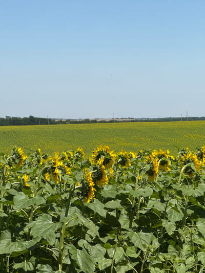 This media file showcases a vibrant sunflower field stretching into the distance under a clear blue sky. The image is oriented vertically, with the sunflowers dominating the right side and a vast expanse of green fields and sky occupying the left.
The foreground is filled with the lush green foliage of sunflower plants, with their large, textured leaves and thick stems. Several sunflowers, in various stages of bloom, are visible, displaying their bright yellow petals. Some appear to be facing away, their undersides showing, while others are turned towards an unseen light source. The sunflowers are densely packed, creating a wall of green and yellow.
Beyond the immediate row of sunflowers, the field extends into a horizon of more sunflowers, appearing as a sea of yellow dots against a green backdrop. This extensive field suggests a large agricultural area dedicated to growing sunflowers.
In the far distance, the horizon line is marked by a faint line of trees or shrubs, and a couple of thin, vertical poles that might be part of an electrical transmission line. The sky above is a soft, gradient blue, with no clouds visible, indicating fair weather. There are a few tiny dark specks in the sky, possibly distant birds or insects.
The lighting suggests it is daytime, likely late morning or early afternoon, given the brightness and the shadows cast by the plants. The overall mood is one of natural beauty and abundance, evoking a sense of summer and the tranquility of the countryside. There is no visible text in the image. The location context provided is Smykov, Russia.