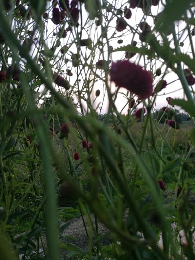 The image is a close-up, low-angle shot of plants with dark purple flower heads, possibly scabious, in an outdoor setting. The foreground is filled with the green stems and leaves of these plants, creating a dense, somewhat blurred view. In the background, a field of dry grass and vegetation is visible, with a line of trees in the distance under a pale sky. The lighting suggests it is either early morning or late evening. There are no people or animals present. The scene appears to be a natural or semi-cultivated area, possibly a field or meadow, located in or near Новапагосцкі сельскі Савет, Belarus. The image's composition, with the foreground plants obscuring the view, creates a sense of depth and immersion within the foliage.