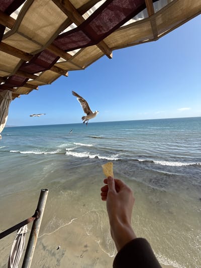 An eye-level outdoor shot captures a person's left hand, holding a single tortilla chip, extended towards a bright blue sky and a calm, turquoise ocean. The hand, lightly tanned, is positioned in the lower right quadrant of the frame, with its wrist and forearm visible wearing a dark brown long-sleeved shirt. The chip, light beige and slightly curved, is held between the thumb and index finger.
In the background, the ocean meets a sandy beach, with small waves gently lapping the shore. The water is a gradient of blues and greens, shimmering under the sunlight. A canopy made of wooden beams and beige and burgundy fabric stretches across the top of the frame, providing shade. White fabric, possibly part of a tent or umbrella, hangs from the left side.
Several seagulls are present in the scene. One prominent seagull is in mid-flight, its wings spread, in the center of the frame, seemingly approaching the chip. Another seagull is in the distance, flying over the ocean to the left, and a third, smaller seagull is visible in the distance to the right. On the sandy beach below, a single small seagull is perched.
The image appears to be taken at a beachside establishment, possibly a restaurant or cafe, in Puerto Nuevo, Mexico, known for its lobster and ocean views. The lighting suggests it is daytime, with the sun casting a warm glow on the scene. The overall impression is one of a relaxed, coastal dining experience.