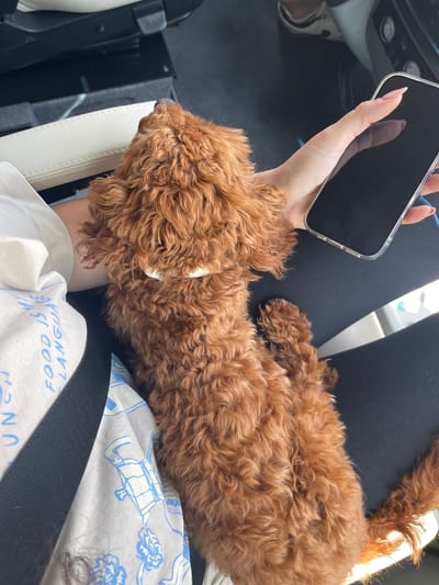 The image depicts a red-brown, curly-haired dog lying on the lap of an individual inside what appears to be a vehicle in Gabarevo, Bulgaria. The dog, positioned with its back to the camera, is wearing a light-colored collar. A person's left hand, adorned with pinkish-nude pointed fingernails, rests near the dog's head, holding a black smartphone encased in a clear cover. The phone screen is dark. The individual is wearing a white shirt with blue text, partially visible as "FOOD IS MY LANGUAGE," and dark pants. A black seatbelt strap is visible on the lower left, extending diagonally upwards. The vehicle's interior includes a cream-colored seat or armrest on the left and dark surfaces throughout the background, indicative of a car cabin. Reflected light sources are visible on the phone screen and in the background.