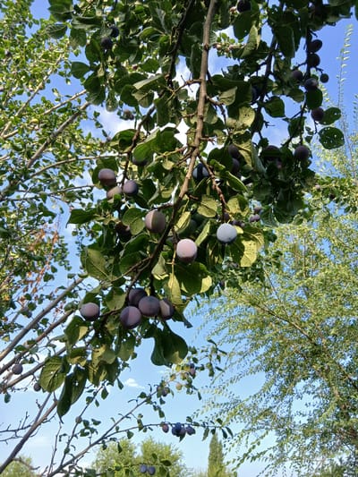 A low-angle shot captures a plum tree laden with dark purple plums against a bright blue sky in Sadovoe, Kyrgyzstan. The branches, thick with green leaves, are heavy with fruit, some of which are ripe and show a soft sheen. Sunlight dapples through the foliage, illuminating the plums and leaves. The background is a blur of more greenery and the clear sky. The scene appears peaceful and natural, suggesting a fruitful harvest season.